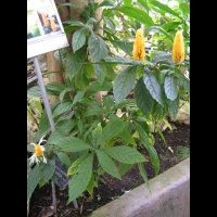 Pachystachys Lutea (fam. Acanthacees)(Perou) (06)